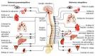Funciones del sistema nervioso autónomo Funciones del sistema nervioso autónomo